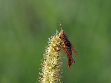 body of Cricket on a flower macro close up portraitの写真素材