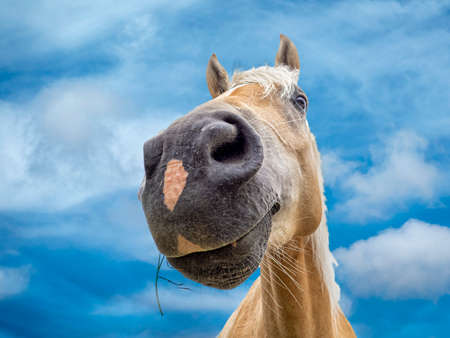 brown funny horse portrait close upの写真素材