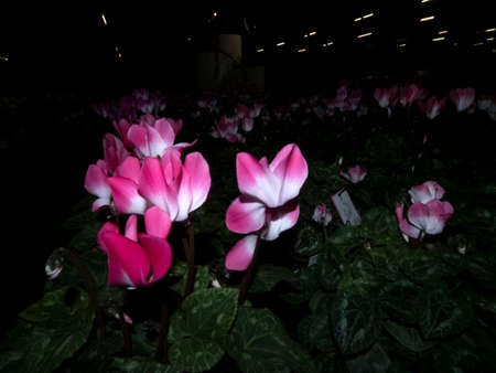 cyclamen flower plant isolated on blackの写真素材