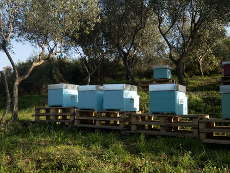 beehives in a field and olive trees