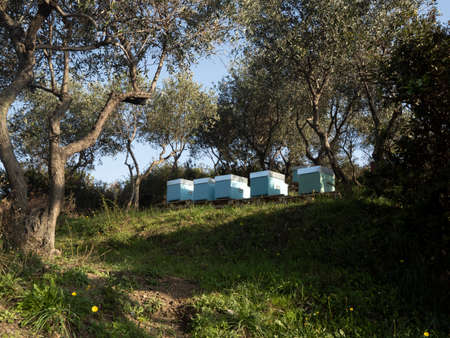 beehives in a field and olive trees
