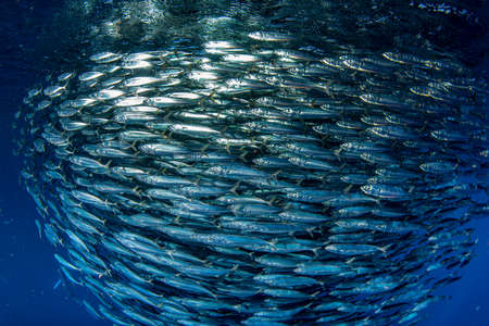 inside a giant sardines school of fish bait ballの写真素材