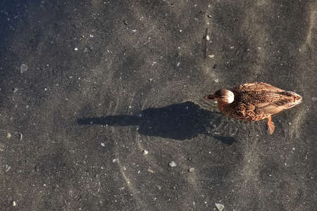 female mallard on water with sun shadowの写真素材