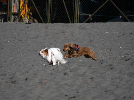 happy puppy young dog cocker spaniel playing at the beach