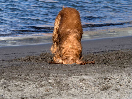 happy puppy young dog cocker spaniel playing at the beachの写真素材