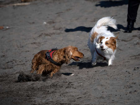 happy puppy young dog cocker spaniel playing at the beachの写真素材