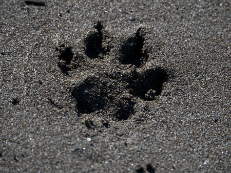 paw print dog cocker spaniel on the sand at the beachの写真素材