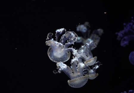 white spotted jellyfish underwater close up