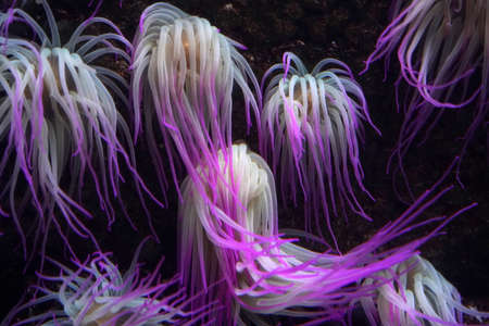 mediterranean sea anemone pink fluorescent underwaterの写真素材