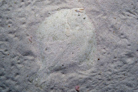 Turbot flat fish underwater hiding in the sand