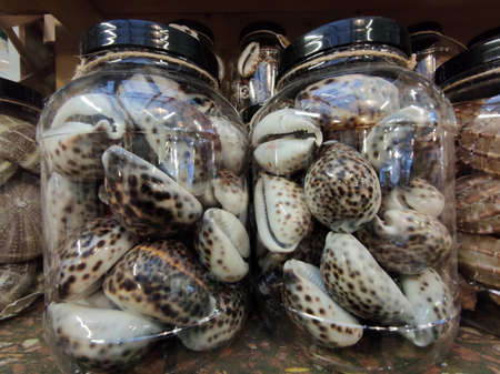 many seashell in jar detail