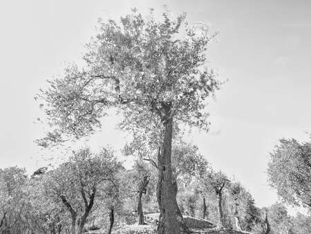 Olive tree in Liguria, Italy in black and white b & wの写真素材