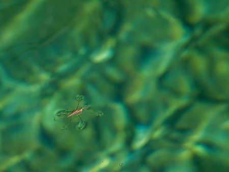 Mating Gerridae Water bugs pond skaters jesus bug macro close upの写真素材