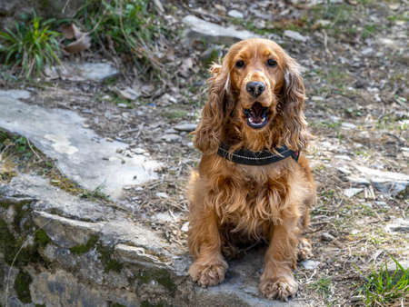 young cocker spaniel dog portrait while hiking outdoorの写真素材