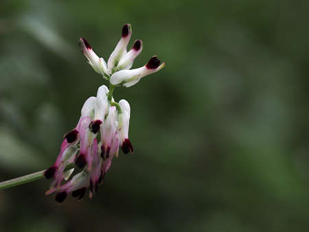 white ramping fumitory plant macroの写真素材