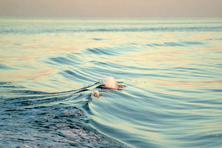 sunset ocean sea wave liquid velvet backgroundの写真素材