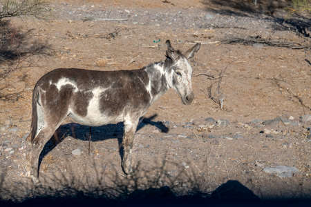 newborn young donkey in baja california desertの写真素材