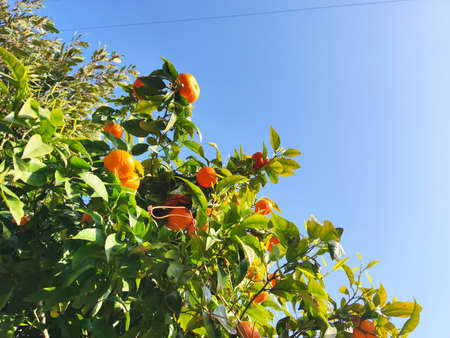 orange fruit tree Ivy on medieval alley of Sant Ilario village Genoa Italy