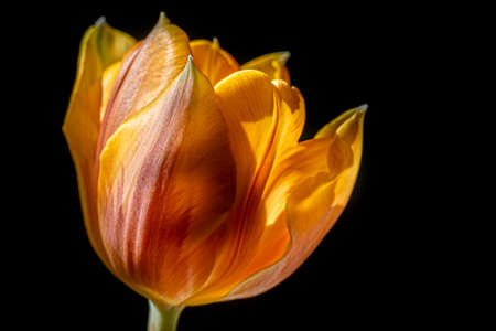 tulip flower isolated on black backgroundの写真素材