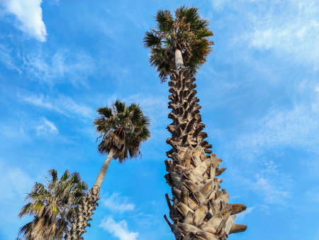 high palm tree to the sky viewの写真素材