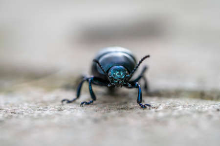 timarcha blue eyes bug beatle macro detailの写真素材