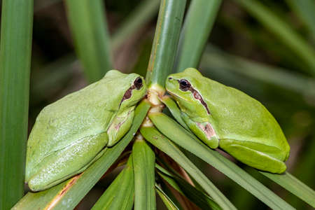 european common tree frog close up macro