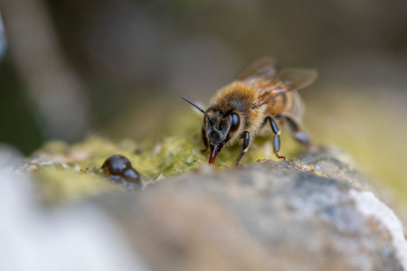 bee drinking water on a rock covered by mossの写真素材