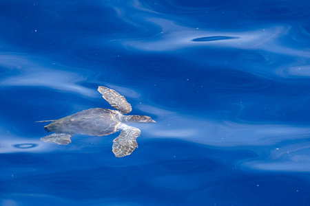 baby newborn caretta turtle near sea surface for breathing in mediterranean