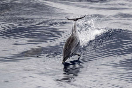striped dolphin jumping outside the sea
