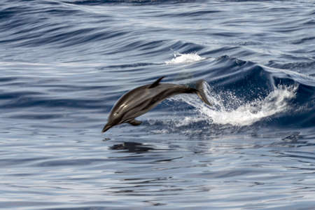 striped dolphin jumping outside the seaの写真素材