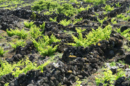 Pico Island Azores vineyard wine grapes protected by lava stone aerial view panoramaの写真素材