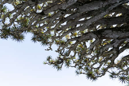 Dragon tree red blood resin fragile branch in Pico Azoresの写真素材