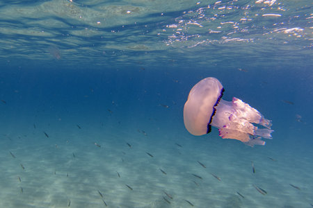 Barrel Jellyfish underwater Rhizostoma pulmo in turquoise waterの写真素材