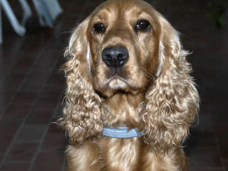 suspicious dog cocker spaniel looking at youの写真素材