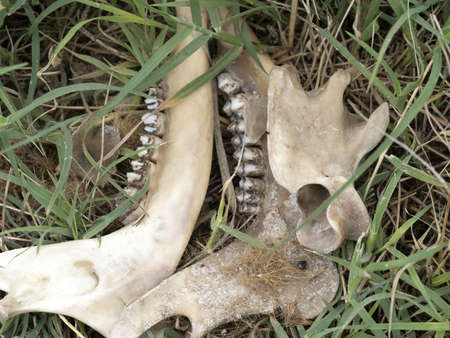 Fallow deer skeleton bones eaten by wold and covered by worms in a field