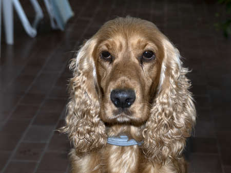 suspicious dog cocker spaniel looking at youの写真素材
