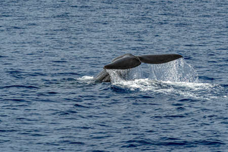 Tail of a Sperm Whale at sunset close up while diving
