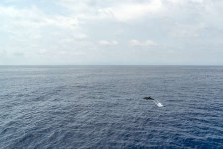 striped dolphin jumping outside the seaの写真素材
