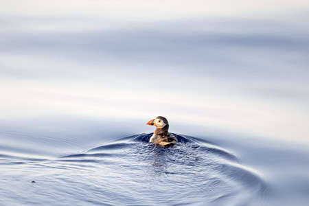 Puffin at sunset in mediterranean ligurian sea ultra rare to see