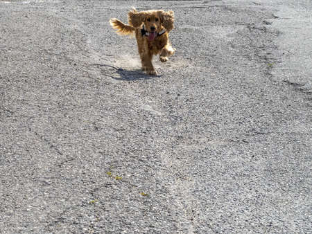 english cocker spaniel running to you