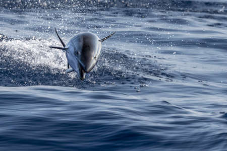 striped dolphin jumping outside the sea