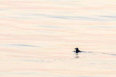 Puffin at sunset in mediterranean ligurian sea ultra rare to seeの写真素材