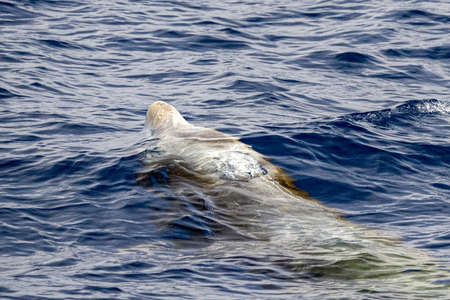 Dolphin name Cuvier's whale ultra rare to see