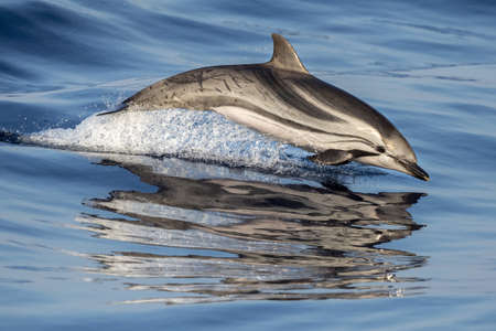 happy striped dolphin jumpin at sunsetの写真素材