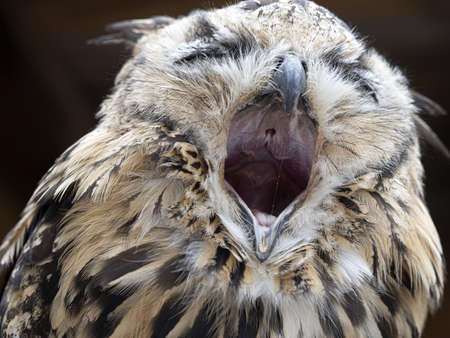 open beak indian eagle owl close up portrait bubo bengalensisの写真素材