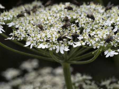 fly on white flower macro close up