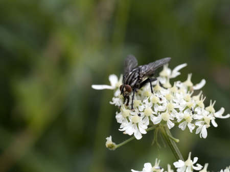 fly on white flower macro close up
