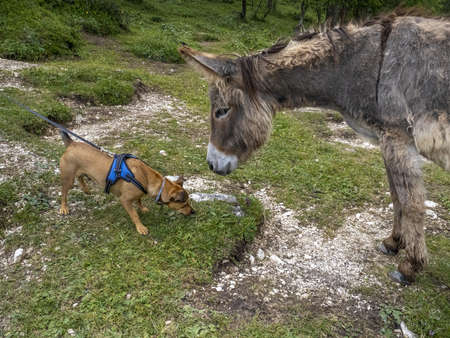 Donkey and dog in dolomites mountains