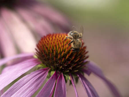 bee fly on echinacea plant flower close up detailの写真素材