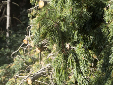 natural mountain pine essential oil factory distillery